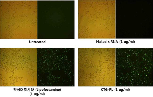 형광표지 Survivin siRNA가 도입된 CKD-830 키토산 나노복합체(CTG-PL)의 유전자 전달 효력 평가 (형광현미경 분석)