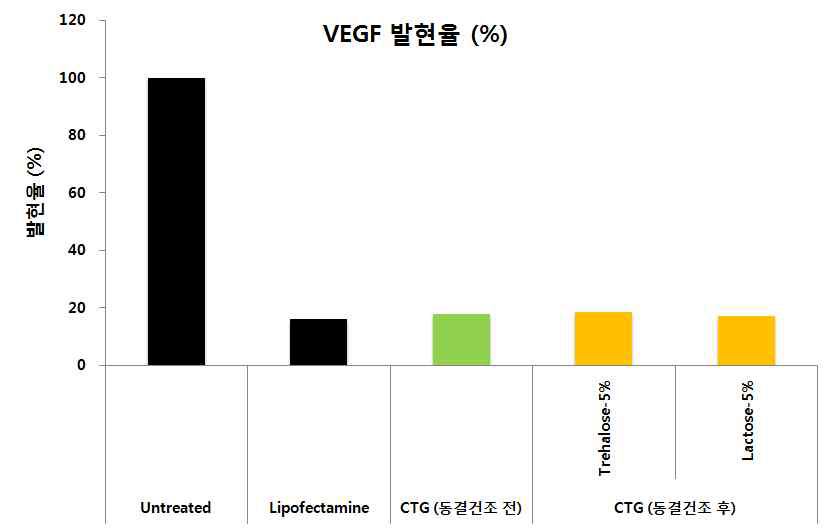 동결건조 제형의 VEGF siRNA를 이용한 유전자 전달 효력 평가