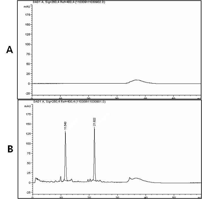 HPLC 분석법을 통한 siRNA 분석