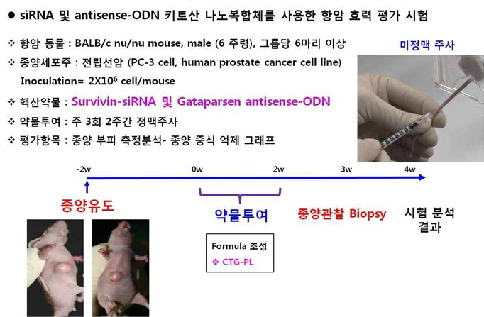 항암 동물모델의 구축 및 효력평가 시험