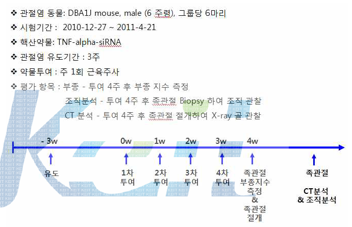 관절염 치료효능 평가시험 계획도