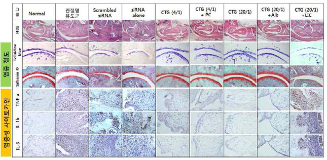 관절염 조직 염색 및 면역염색법을 통한 염증성 사이토카인 발현 평가