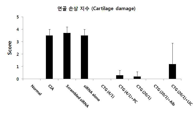 관절염 조직연골 손상 정도