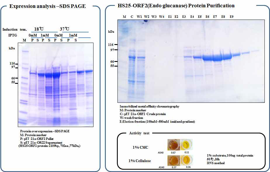 Production of 6X histidine tag HS25-ORF2 from E. coli(BL21)