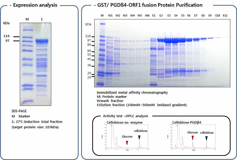 Isolation and identification of Paenibacillus terrae HPL-003(GM3)