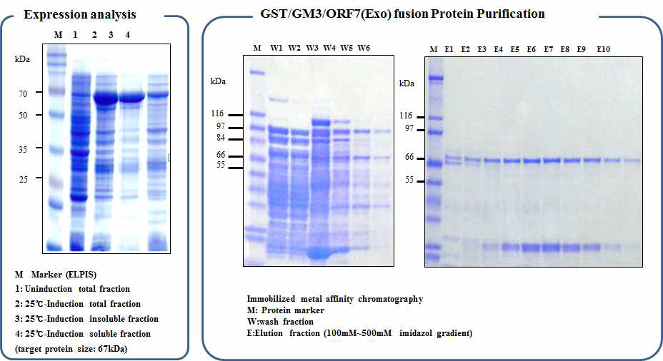 Production of 6X histidine and GST tagged PGDß4 from E. coli.