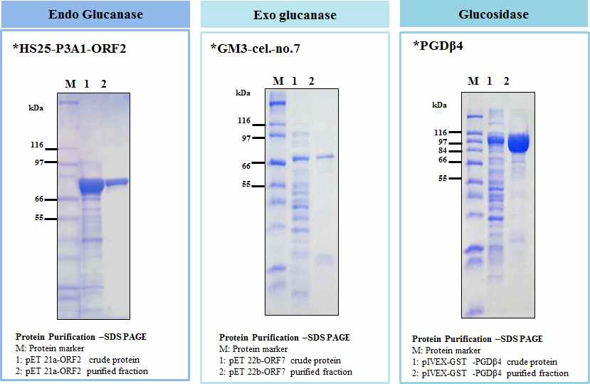 Endo-Glucanase, Exo-glucanase, β-Glucosidase의 과발현 및 정제