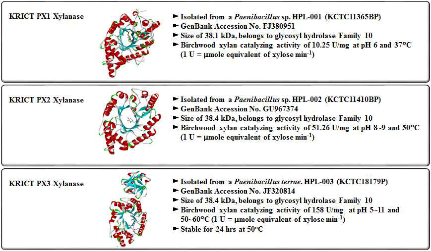 개발한 xylanase의 구조 및 특성