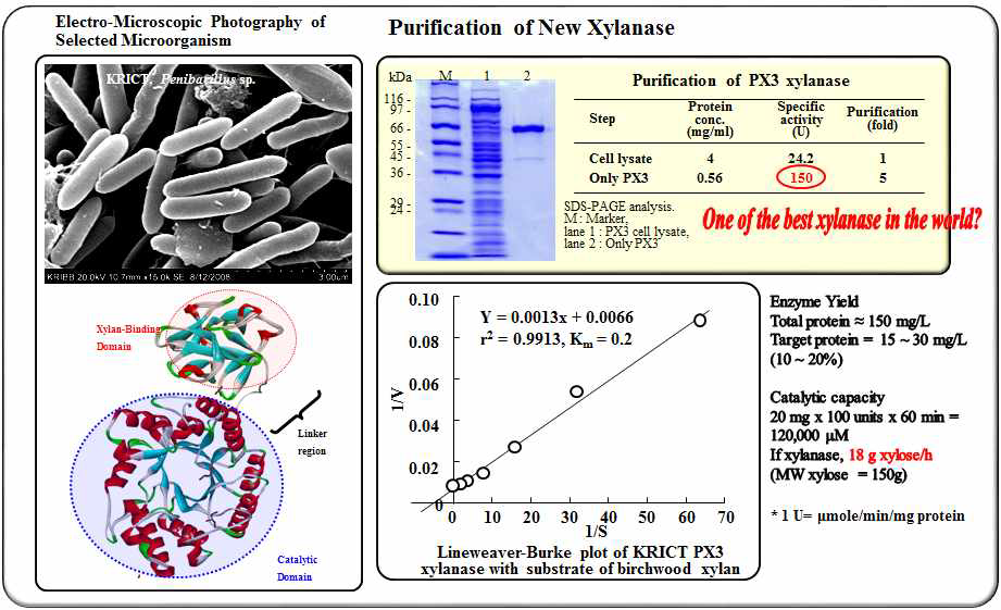 개발한 xylanase의 특성