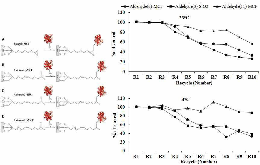 Enzyme activity of 1,4-β-D-glucan glucohydrolase according to the recycle number after surface functionalized MCF-immobilization.