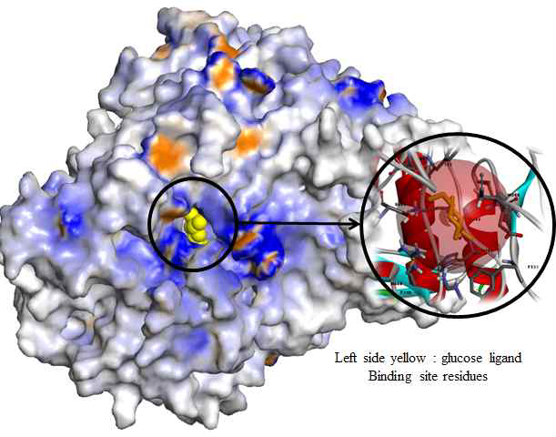 1,4-β-D-glucan glucohydrolase homology model structure and active sites. Left side yellow : glucose ligand.