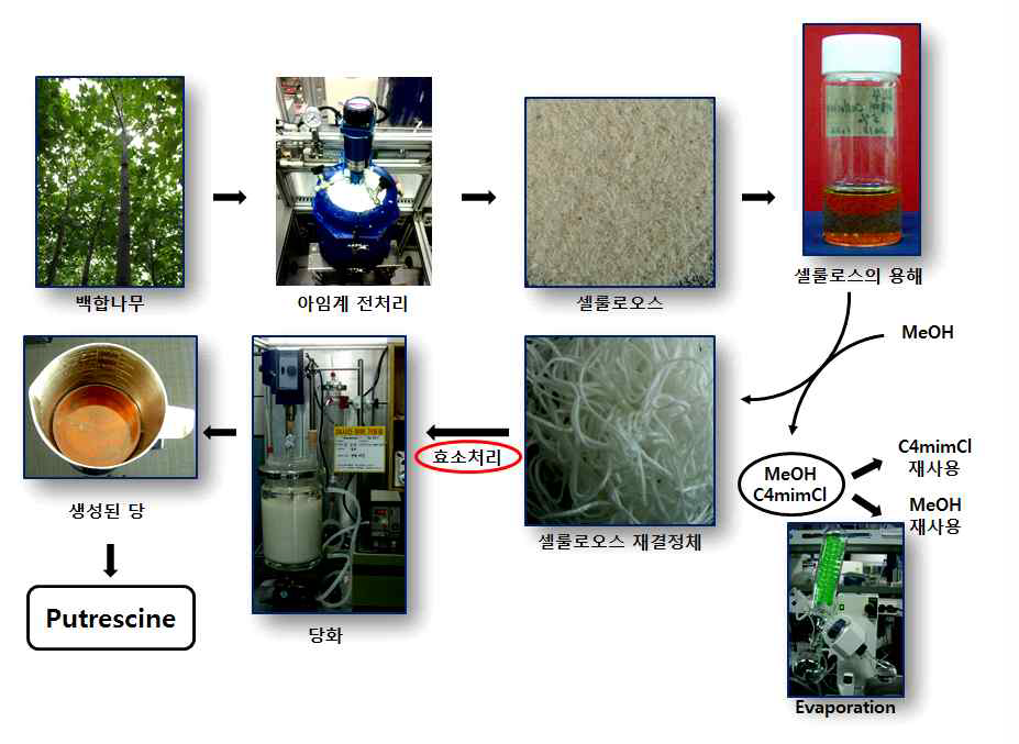 본 기술을 이용한 백합나무 cellulose 당화