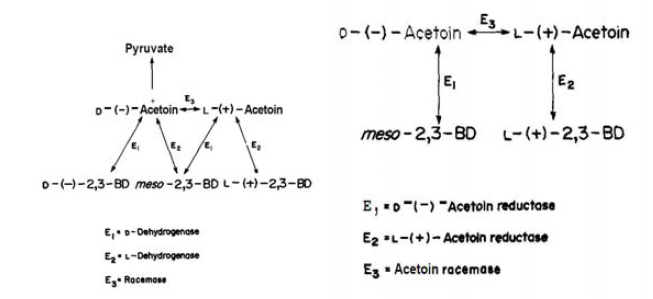 효소 의존적 2,3-BDO의 광학 이성질체 생산 경로