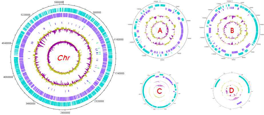 Whole Genome Sequencing. Genome and Plasmids of K. oxytoca M1