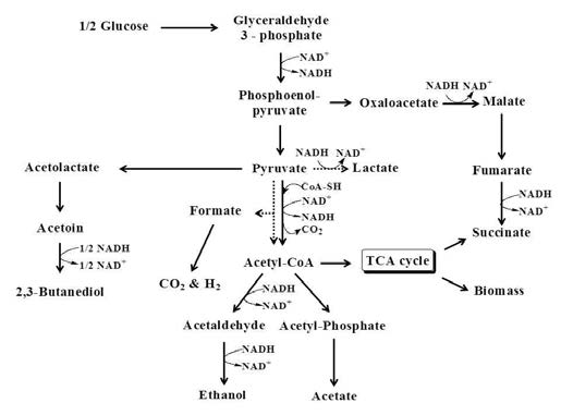 K. pneumoniae의 2,3-BDO 발효 pathway