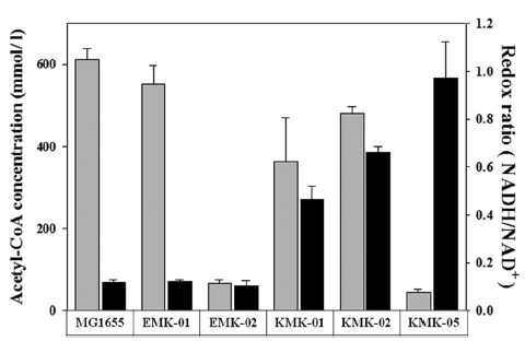 E. coli 와 K. pneumoniae 돌연변이 균주에서 acetyl-CoA 와 redox ratio 확인 결과
