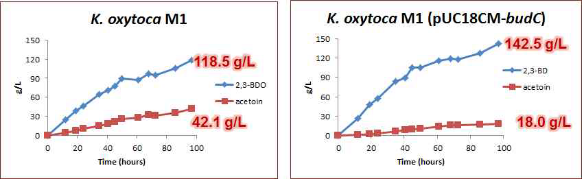 K. oxytoca M1과 K. oxytoca M1 (pUC18CM-budC)를 이용한 2,3-BDO 생산