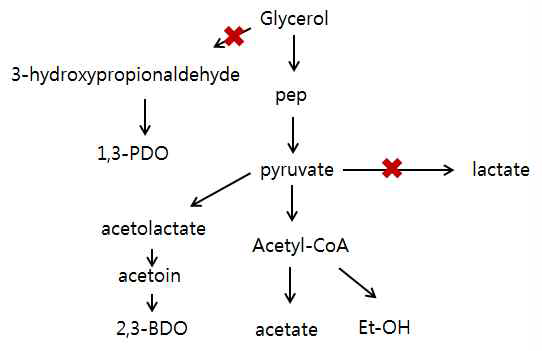 K. oxytoca M1 균주의 글리세롤 이용 경로