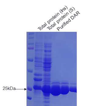 SDS-PAGE. total protein (Ins), insoluble fraction; total protein (s), soluble fraction; purified DAR.