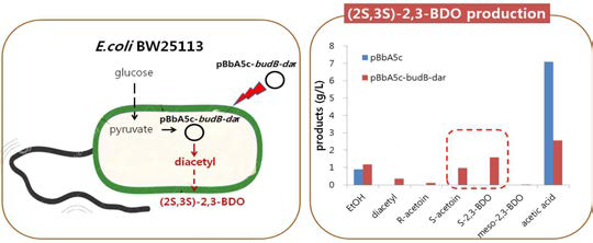 E. coli BW25113 (pBbA5c-budB-dar)를 이용한 고순도 (2S,3S)-2,3-BDO 생산.