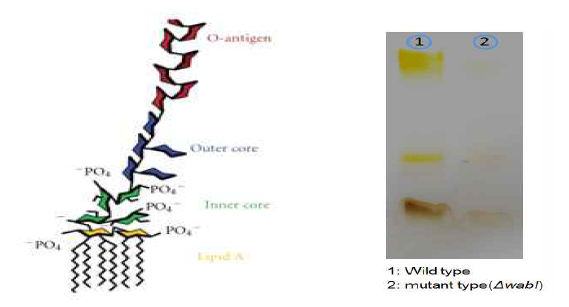 LPS 구조 모식도 이미지(왼쪽). Tricine-SDS-PAGE와 silver staining을 통하여 wild type과 mutant type(△wabI) 간의 LPS 크기 차이를 비교한 실험 이미지(오른쪽).