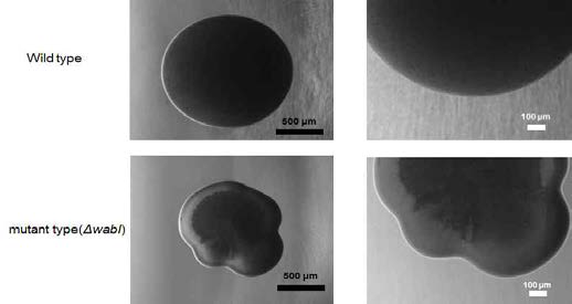 현미경을 통해 관찰한 wild type과 mutant type(△wabI)의 colony surface morphology 변화를 비교한 이미지.