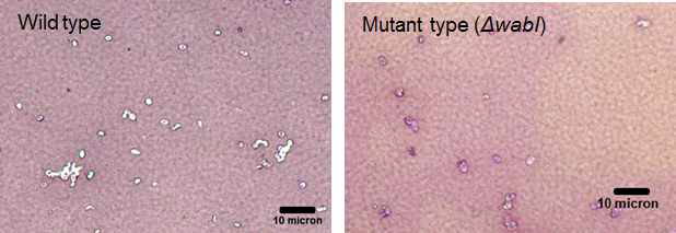 CPS-staining을 통한 wild type과 mutant type(△wabI) 간의 capsule polysaccharide 차이를 비교한 실험 이미지.