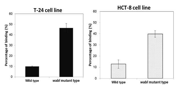 Human epithelial cell line에서 wild type과 mutant type (△wabI)의 부착 정도 비교 실험 결과 그래프