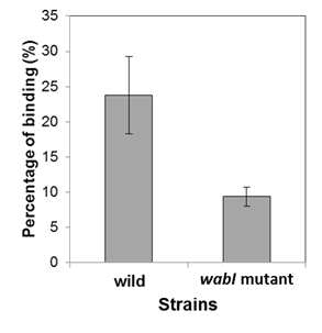 K. oxytoca M1의 병원성 요인 유전자 제거에 따른 mucin surface adhesion의 비교 실험 결과 그래프