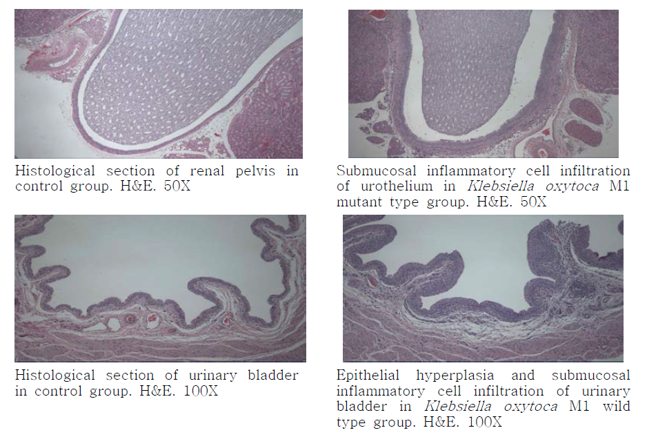 K. oxytoca M1 wild type과 mutant type(△wabI)를 투여한 rat의 신장과 방광 조직의 조직병리학적 검사 결과 이미지