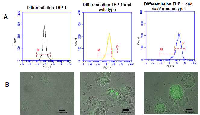 Fluorescence-activated cell scanning을 이용한 wild type과 mutant type(△wabI) 간의 macrophage(differentiated THP-1)에 대한 phagocytosis 저항성 차이 비교 실험 이미지