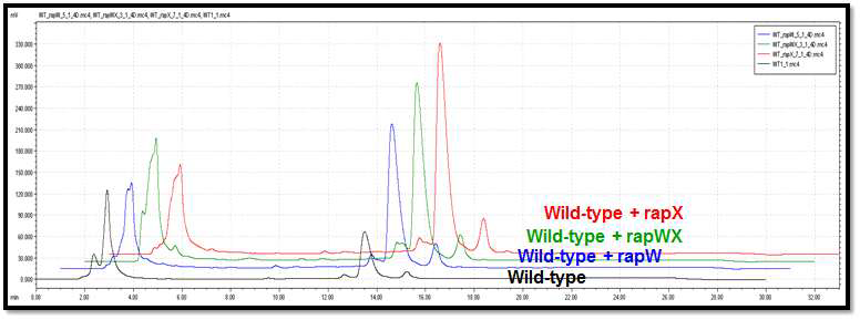 야생생산균주에서 rapW, rapX, rapWX 유전자의 과발현에 따른 rapamycin 생산성 비교 HPLC 크로마토그램