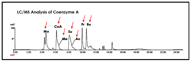 LC/MS를 이용한 coenzyme A 분석