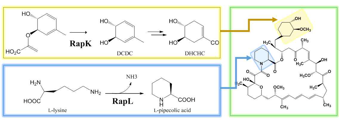 rapL, rapK 유전자의 기능