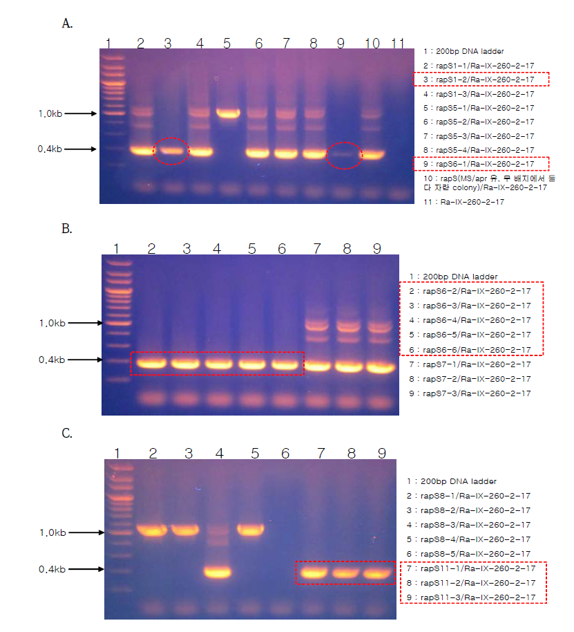 Confirmation of rapS deletion in Ra-IX-260-2-17.