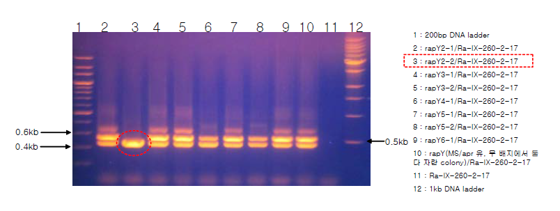 Confirmation of rapY deletion in Ra-IX-260-2-17.