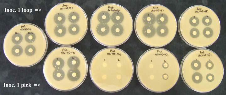 Result of bioassay against mutants