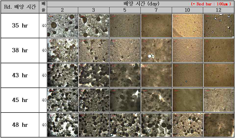 Morphology of main culture according to culture time in Rd. flask