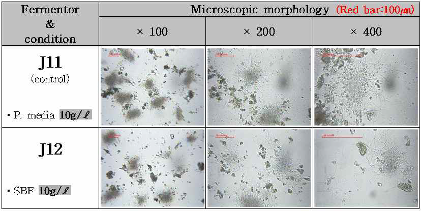 Morphology of preculture cells according to preculture N-source composition
