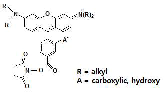 Rhodamine계 형광 및 인광흡수제 화학구조