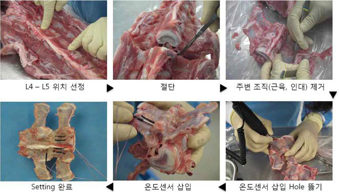 Porcine Spine Sample 준비