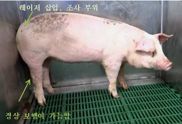 수술 후 행동변화관찰