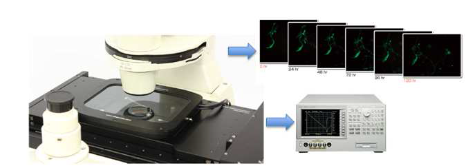 세포영상과 임피던스 변화를 동시에 측정하기 위한 시스템 구성