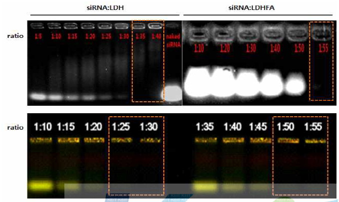 Electrophoresis analysis of siRNA; LDH and siRNA: LDHFA hybridization efficiency: Bcl-2 siRNA (top) and survivin siRNA (bottom)