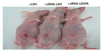 anti-tumour effect of siRNA-LDHFA, siRNA-LDH and LDH