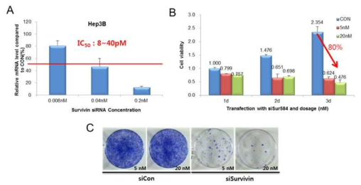 간암세포주에서 Survivin siRNA의 IC50 및 성장억제효과 확인