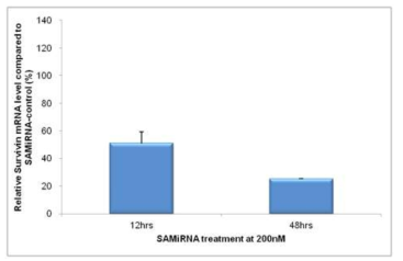 SAMiRNA-Survivin 처리 후 12, 48시간에 RNA 수준에서 목표 유전자 저해 확인.