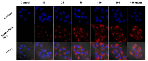 Cy5.5-labeled SAM-siRNA NP(Red)의 농도 의존적 세포 전달 확인.
