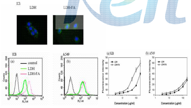 형광 현미경과 FACS를 이용한 LDH-FA의 표적지향성 평가