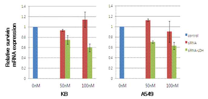 RT-PCR을 통한 siRNA-LDH의 KB와 A549세포서의 약물 효능 평가